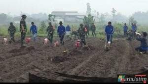 TMMD ke-127 Dorong Ketahanan Pangan, Pemkab Kediri dan TNI Tanam Jagung di Desa Gadungan