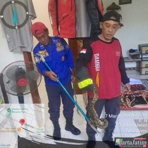 Ular Sanca 1 Meter Berhasil di Evakuasi Petugas Damkar Kabupaten Kediri,Sembunyi Di Dalam Kamar Rumah Warga Pare