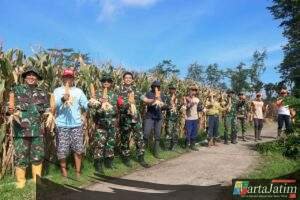 Panen Raya Jagung Warnai TMMD ke-127 di Desa Gadungan Kediri