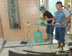 Lagi! Damkar Kediri Evakuasi Ular Masuk Rumah,Warga Di Minta Waspada