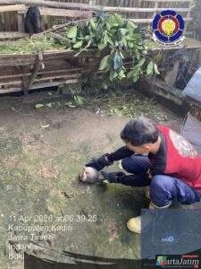 Damkar Kabupaten Kediri Evakuasi Satwa Langka Jenis Trenggiling, Di Kandang Kambing Warga