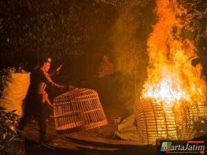 Operasi Cipta Kondisi, Polisi Tertibkan Arena Judi Sabung Ayam di Plemahan
