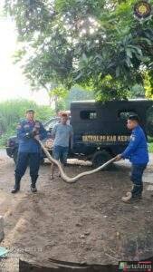 Ular Jenis Piton Panjang 2,5 Meter Masuk Kandang Ayam,Warga Panik Lapor Damkar