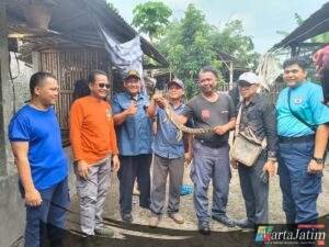 Aksi Sigap Damkar Kabupaten Kediri, Evakuasi Buaya 1 Meter Yang Resahkan Warga