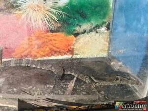 Di kira Tikus Ternyata Biawak Penghuni Rumah Panik,Damkar Gerak Cepat!