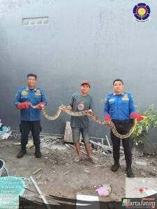 “Sang Penolong” Berhasil Evakuasi Ular Jali dan Python Dalam Sehari, Bukti Bahwa Damkar Selalu Dihati Masyarakat Saat Kondisi Darurat!