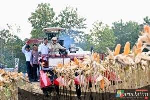 Perkuat Ketahanan Pangan Nasional, Presiden Prabowo Turun Langsung Panen Jagung di Tuban