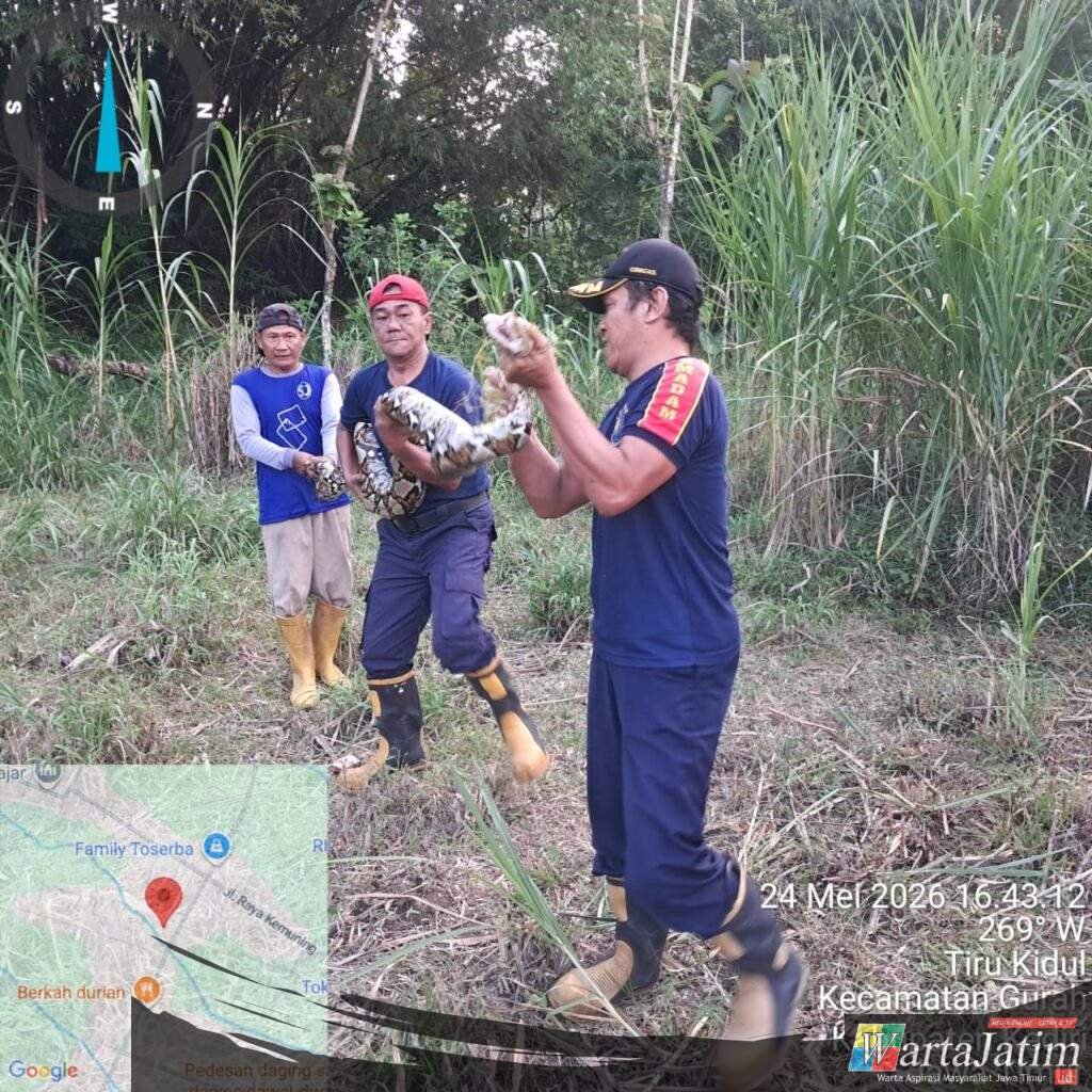 Ular Python Panjang 6 Meter Kagetkan Warga Gurah,Damkar Kabupaten Kediri Gerak Cepat!