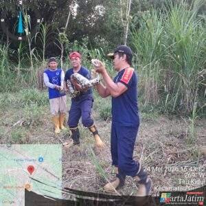 Ular Python Panjang 6 Meter Kagetkan Warga Gurah,Damkar Kabupaten Kediri Gerak Cepat!