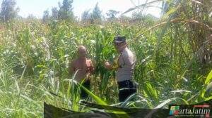 Bhabinkamtibmas Campurejo Turun ke Sawah, Dukung Ketahanan Pangan dan Serap Aspirasi Petani Jagung