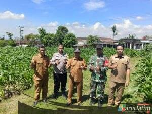 Sinergi 3 Pilar Desa Pagung Laksanakan Pengecekan Tanaman Jagung Dukung Ketahanan Pangan