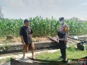Dampingi Petani Jagung, Polsek Kepung Dorong Ketahanan Pangan di Desa Kencong