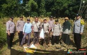 Panen Jagung, Polresta Malang Kota Perkuat Ketahanan Pangan Bersama Petani Kedungkandang