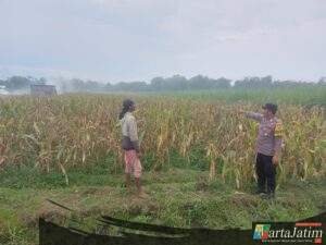 Bhabinkamtibmas Desa Blaru Ikut Dampingi Petani Rawat Tanaman Jagung