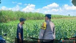 Bhabinkamtibmas Pesantren Dampingi Petani Jagung, Dorong Ketahanan Pangan dan Serap Hasil Panen ke Bulog