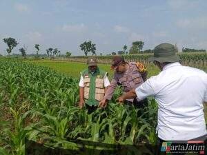 Jaga Hasil Panen Tetap Optimal, Polisi Turun ke Lahan Jagung di Kunjang