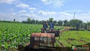 Dekat dengan Petani, Bhabinkamtibmas Cerme Berikan Edukasi Pertanian Jagung