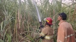 Lahan Tebu di Papar Kediri Terbakar Hebat, Respons Cepat Damkar Pos Pare Selamatkan Aset Puluhan Juta
