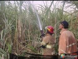 Lahan Tebu di Papar Kediri Terbakar Hebat, Respons Cepat Damkar Pos Pare Selamatkan Aset Puluhan Juta