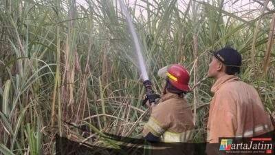 Lahan Tebu di Papar Kediri Terbakar Hebat, Respons Cepat Damkar Pos Pare Selamatkan Aset Puluhan Juta