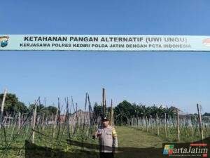 Budidaya Ubi Ungu Polres Kediri Terus Berkembang Dukung Ketahanan Pangan Lokal