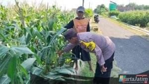 Sambangi Lahan Pertanian, Bhabinkamtibmas Desa Blimbing Berikan Motivasi kepada Petani