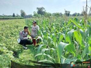 Polmas Dampingi Tanam Jagung Warga, Targetkan Panen maksimal  untuk Ketahanan Pangan Desa Wonorejo