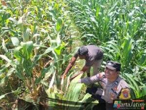 Jelang Panen, Bhabinkamtibmas Desa Petok Motivasi Petani Tingkatkan Hasil Produksi Jagung