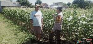 Hadapi Hama dan Gulma, Petani Jagung di Tulungrejo Dapat Pendampingan Bhabinkamtibmas