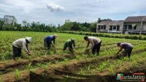 Pak Bhabin Penggerak Ketahanan Pangan, Dampingi Petani Jagung di Kota Malang