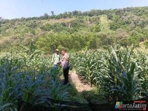 Sambang Persawahan, Bhabinkamtibmas Kalipang Motivasi Petani Tingkatkan Produktivitas Jagung
