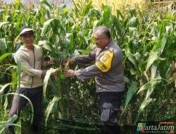 Demi Swasembada Pangan, Bhabinkamtibmas Tempurejo Rutin Pantau Lahan Jagung Warga
