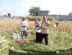 Hasil Nyata Pendampingan Bhabinkamtibmas, Petani Singonegaran Sukses Panen 5 Ton Jagung
