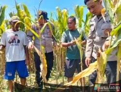 Polresta Sidoarjo Gelorakan Swasembada Pangan Melalui Program P2B