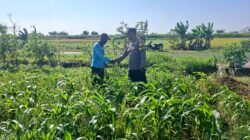 Serangan Ulat Daun Jadi Keluhan Petani, Bhabinkamtibmas Cerme Bergerak Cepat Koordinasi dengan PPL