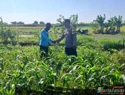 Serangan Ulat Daun Jadi Keluhan Petani, Bhabinkamtibmas Cerme Bergerak Cepat Koordinasi dengan PPL