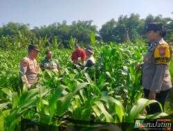 Kapolsek Kunjang Bersama BKTM Cek Langsung Ketahanan Pangan di Desa Balongjeruk
