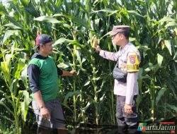 Pantau Pengairan dan Pemupukan, Bhabinkamtibmas Jabon Bantu Petani Optimalkan Hasil Jagung