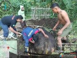 Sapi Perah Terperosok ke Kubangan Limbah, Damkar Pos Pare Berhasil Lakukan Evakuasi