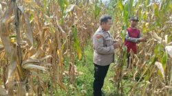 Jaga Produktivitas Jagung, Polisi Dampingi Kelompok Tani di Plosoklaten