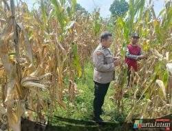 Jaga Produktivitas Jagung, Polisi Dampingi Kelompok Tani di Plosoklaten