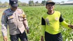 Bhabinkamtibmas Semampir Intensif Pantau Tanaman Jagung Muda, Dukung Program Ketahanan Pangan Nasional