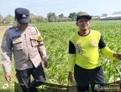 Bhabinkamtibmas Semampir Intensif Pantau Tanaman Jagung Muda, Dukung Program Ketahanan Pangan Nasional
