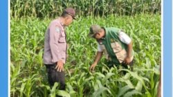Kanit Binmas Polsek Kunjang Dampingi Kelompok Tani Jagung Dukung Program Ketahanan Pangan