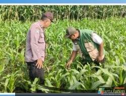 Kanit Binmas Polsek Kunjang Dampingi Kelompok Tani Jagung Dukung Program Ketahanan Pangan
