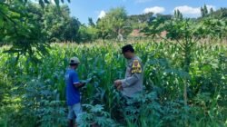 Bhabinkamtibmas Sonorejo Intensifkan Pendampingan Petani Jagung, Dukung Program Swasembada Pangan Nasional