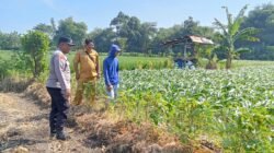 Turun ke Sawah, Bhabinkamtibmas Manisrenggo Kawal Program Ketahanan Pangan Nasional
