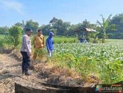 Turun ke Sawah, Bhabinkamtibmas Manisrenggo Kawal Program Ketahanan Pangan Nasional