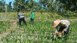 Polres Lumajang Terjunkan Personel  Penggerak Ketahanan Pangan Dampingi Warga Tani