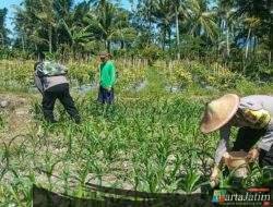 Polres Lumajang Terjunkan Personel  Penggerak Ketahanan Pangan Dampingi Warga Tani